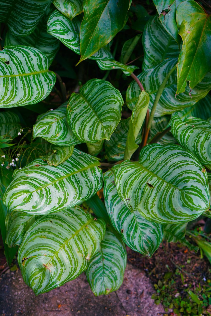 Harrison's Cave and Hunte's Botanical Gardens Combo